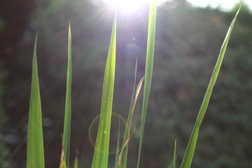 Grashalme im Sonnenlicht