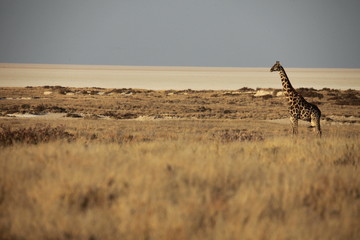 Giraffe im Etosha