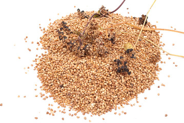 Buckwheat grain