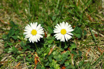 Gänseblümchen Glück