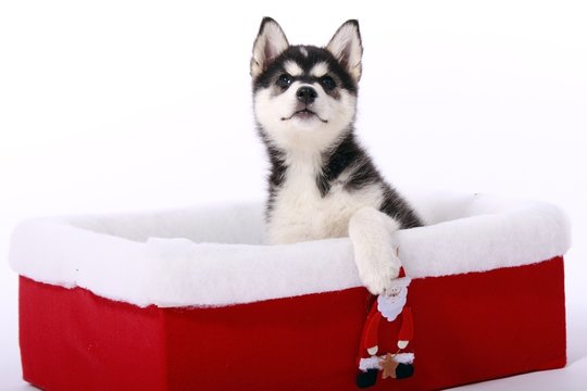 Siberian Husky Welpe im  Weihnachtskarton
