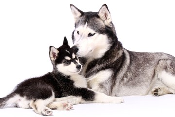 Schlittenhunde Mutter und Welpe