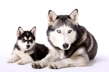 Schlittenhunde Mutter und Welpe