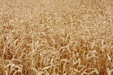 Wheat Field Panorama