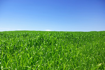 Green field at Portugal.