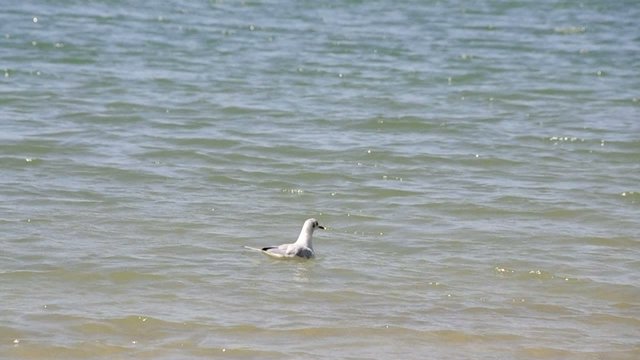 Seagull swimming