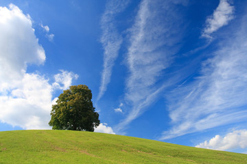 Baum auf Hügel