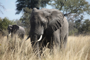 Fototapeta premium Elefant im Chobe