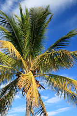 Fototapeta na wymiar kokosowe na tle błękitnego nieba ultramaryny
