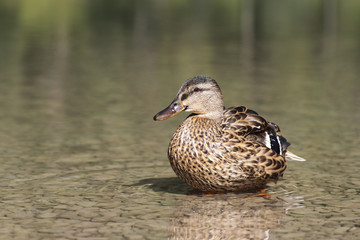 Sitzende Ente