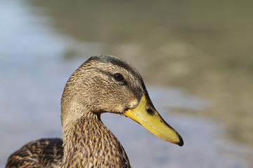 Nahaufnahme einer Ente