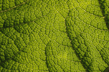 Gunnera manicata, Mammutblatt, Rhabarber - Giant, Rhubarb