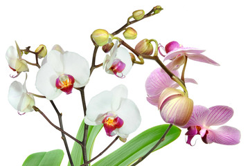 Naklejka na ściany i meble Orchideen 67.1