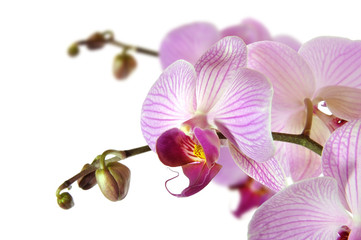 Fototapeta na wymiar Orchideen 13