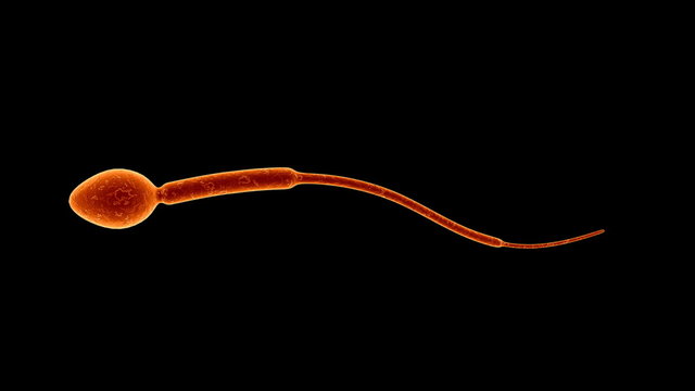spermatozoa 01