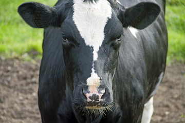 Schwarzbunte Rinder, Schleswig-Holstein, Deutschland