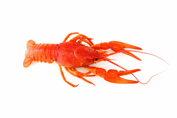 crayfish on white