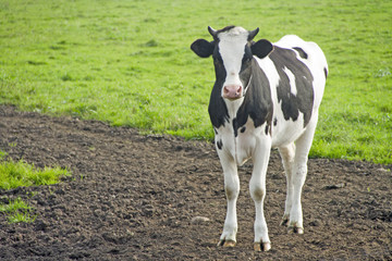 Schwarzbunte Rinder, Schleswig-Holstein, Deutschland