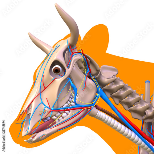 "Cow head anatomy" Stock photo and royaltyfree images on