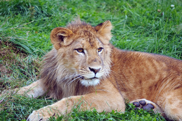 Young male lion