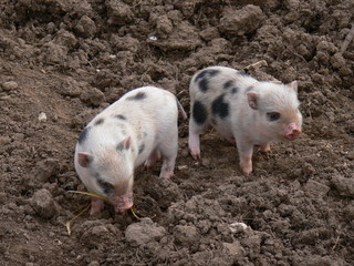 Ferkel