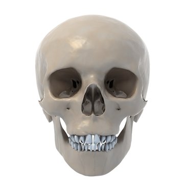 human skull 3d illustration