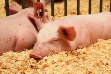 Dösende Ferkel