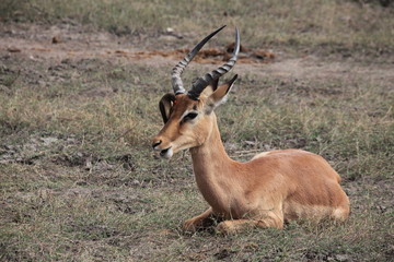 Impala Antilope