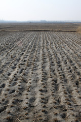 paddy fields in winter