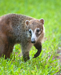 mexican raccoon looking for food on grass
