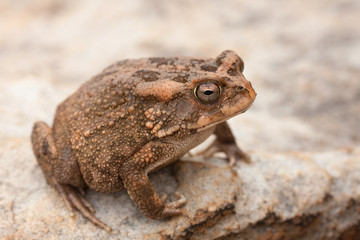 brown frog