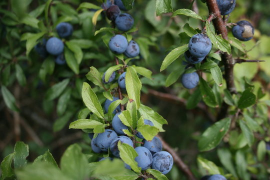 Des bleuets dans la campagne de Nostang (Bretagne)