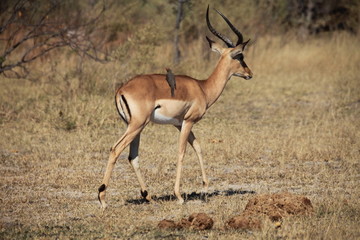 Fototapeta premium Impala Antilope