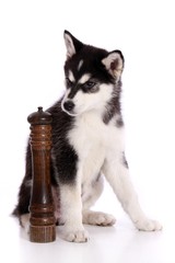 Siberian Husky Welpe mit Pfeffermühle