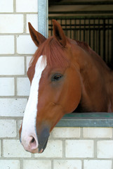 braues Pferd