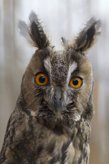 Waldohreule (Asio otus)