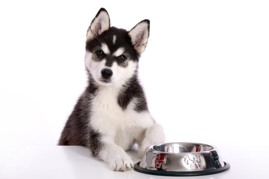 Siberian Husky Welpe mit Napf