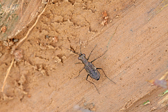 tiger beetles insects - cicindelidae