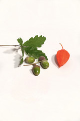 fleur de physalis et glands de chêne vert