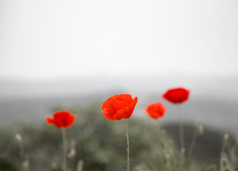 Red poppies