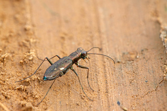 tiger beetles insects - cicindelidae