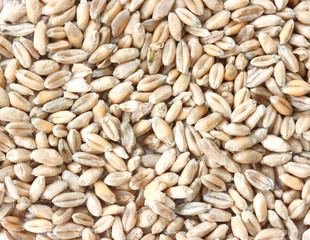 Rye corn close up