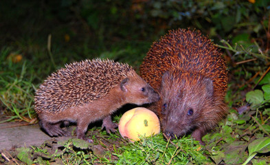 Igel hedgehog urchin