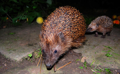 Igel hedgehog urchin