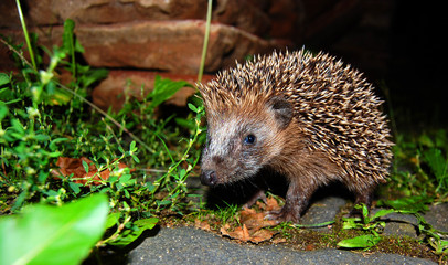 Igel hedgehog urchin