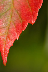 Fall Leaf Edge -  Outside / Natural Light