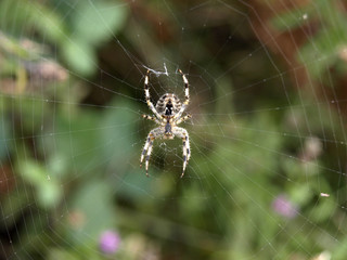 araña