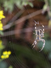 araña