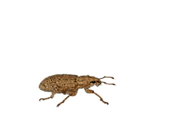 weevil