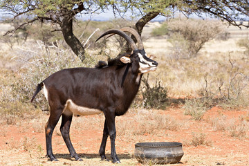 sable antelope waiting